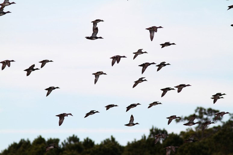 Bald Eagle Chases Ducks From Pond 