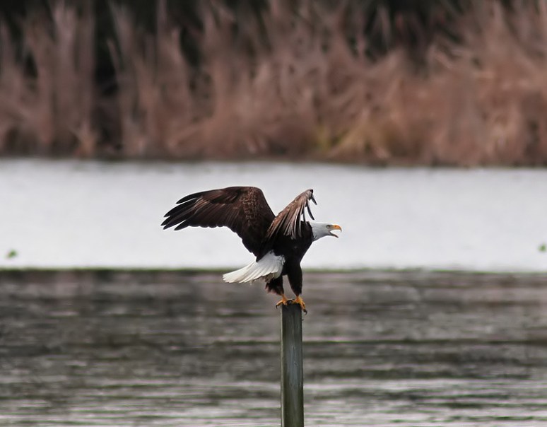 Bald Eagle Chases Ducks From Pond 