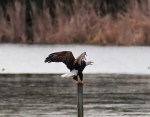 Bald Eagle Chases Ducks From&nbsp;Pond