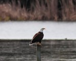 Bald Eagle Chases Ducks From&nbsp;Pond