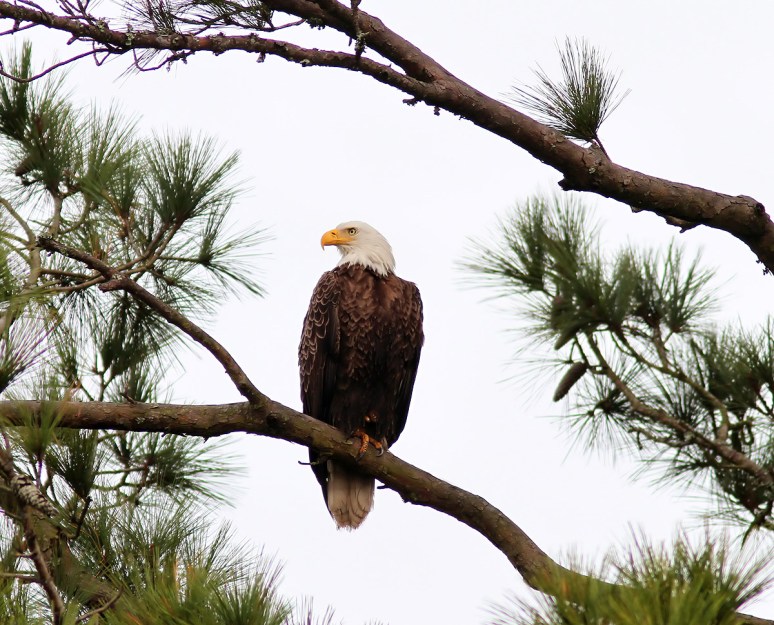 Bald Eagle in Pine Tree
