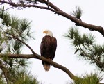 Bald Eagle in Pine&nbsp;Tree