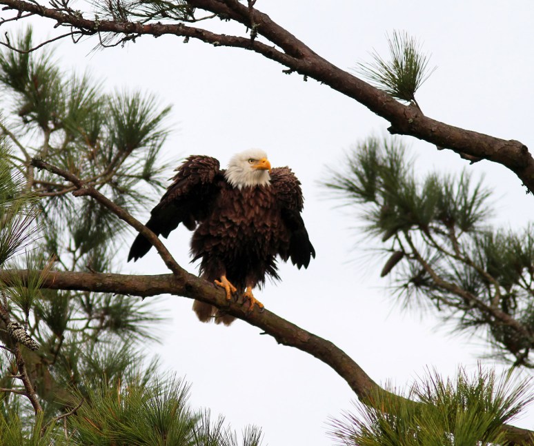 Bald Eagle in Pine Tree