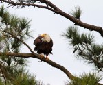 Bald Eagle in Pine&nbsp;Tree