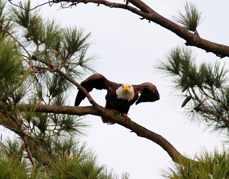 Bald Eagle Jumps Off From Pine Tree 