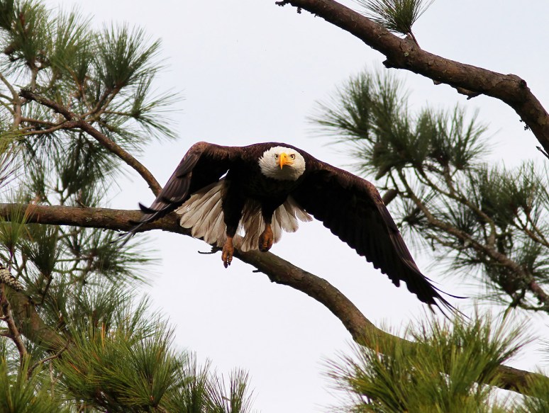 Bald Eagle Jumps Off From Pine Tree 