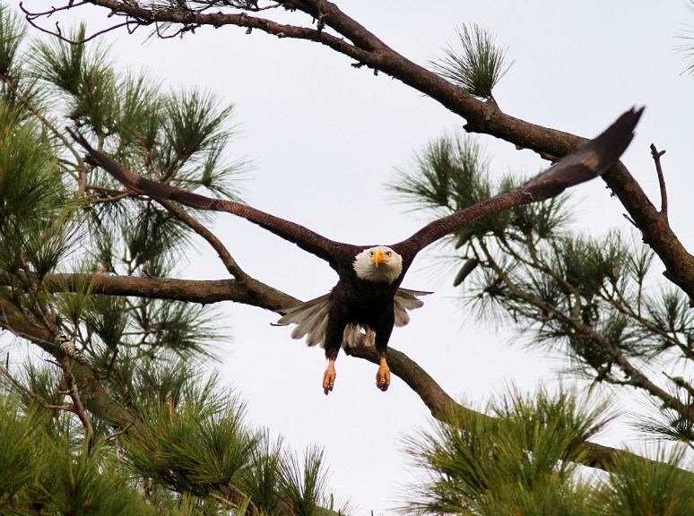 Bald Eagle Jumps Off From Pine Tree 