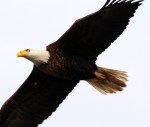 Bald Eagle Jumps Off From Pine&nbsp;Tree