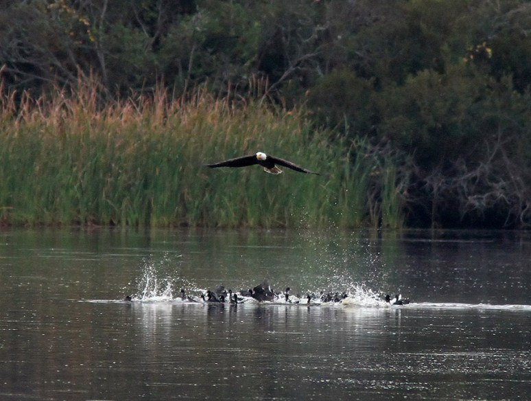 Bald Eagle Jumps Off From Pine Tree 