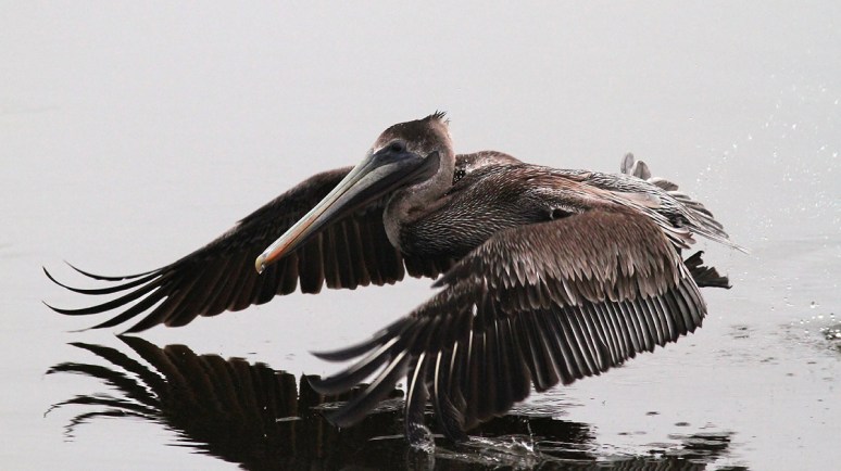 Brown Pelican Fishing in Marsh Pond