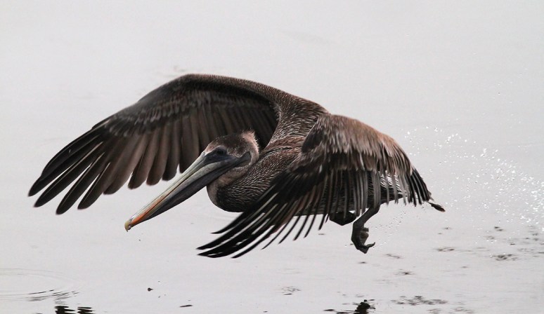 Brown Pelican Fishing in Marsh Pond