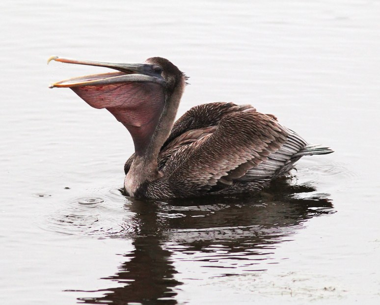 Brown Pelican Fishing in Marsh Pond