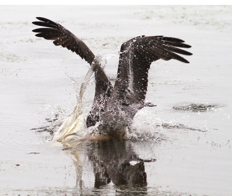 Brown Pelican Fishing in Marsh Pond