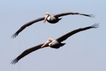 Brown Pelicans Fly&nbsp;In