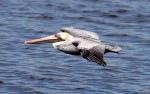 Brown Pelicans Fly&nbsp;In