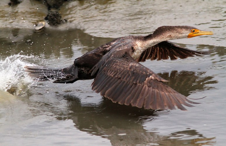 Cormorant In A Hurry