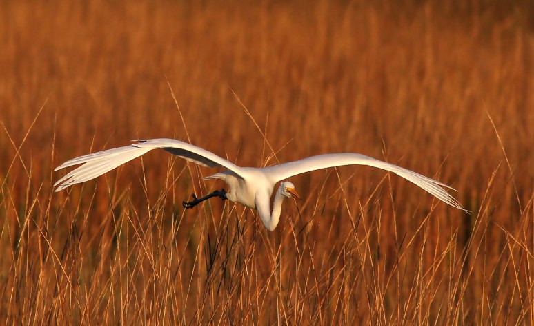Egret Flying Into Salt Marsh
