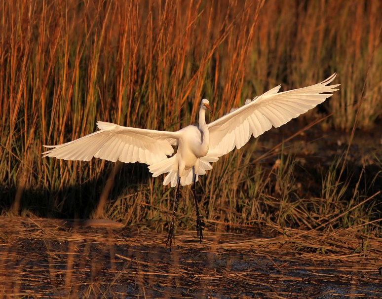 Egret Flying Into Salt Marsh
