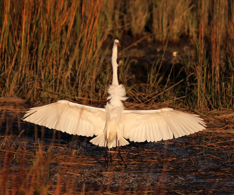 Egret Flying Into Salt Marsh