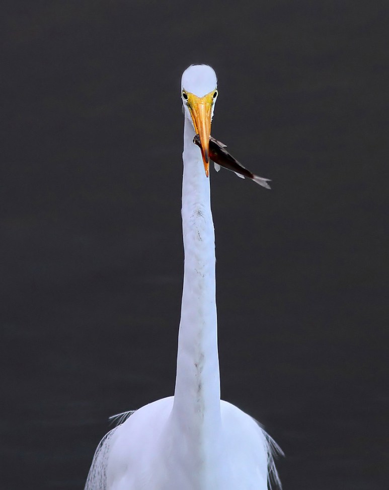Egret Shows Off Fish