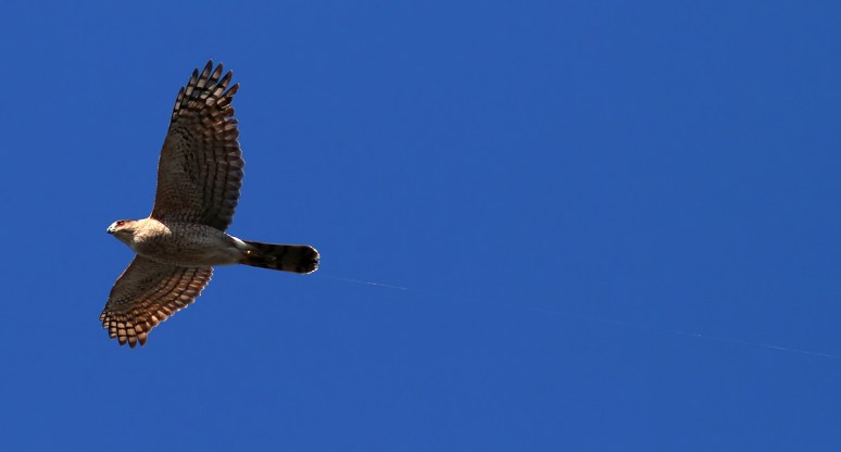 Hawk with Fishing Line