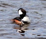 Hoodie in the Marsh&nbsp;Pond