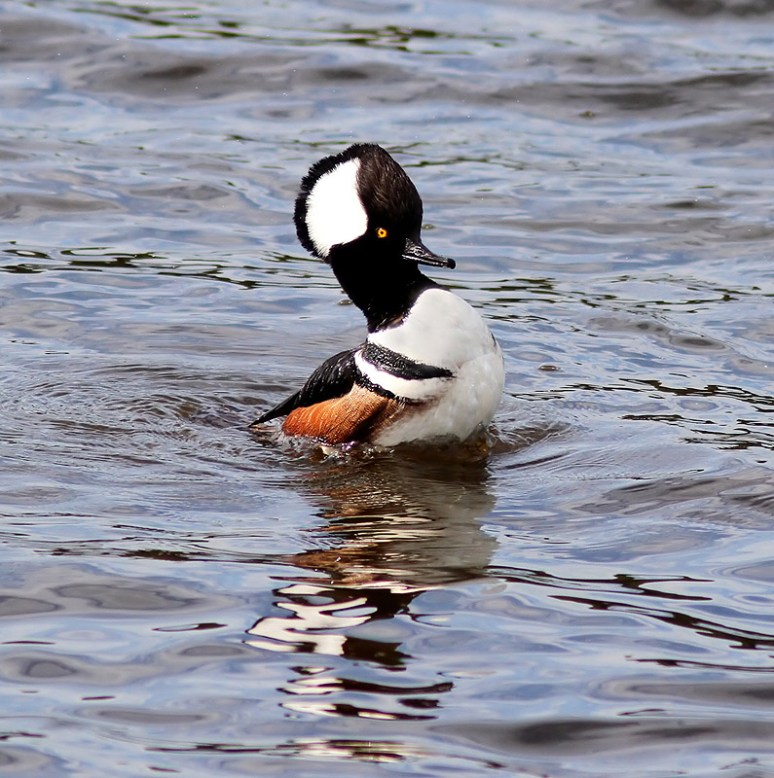 Hoodie in the Marsh Pond 
