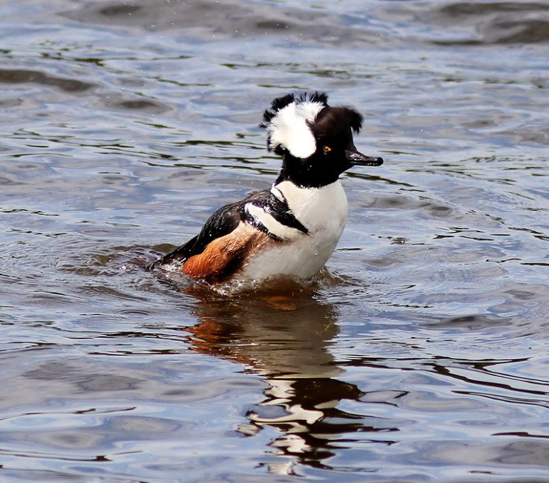 Hoodie in the Marsh Pond 