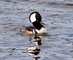 Hoodie in the Marsh&nbsp;Pond