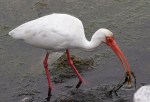 Ibis Fishing in Marsh&nbsp;Pond