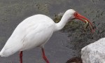 Ibis Fishing in Marsh&nbsp;Pond