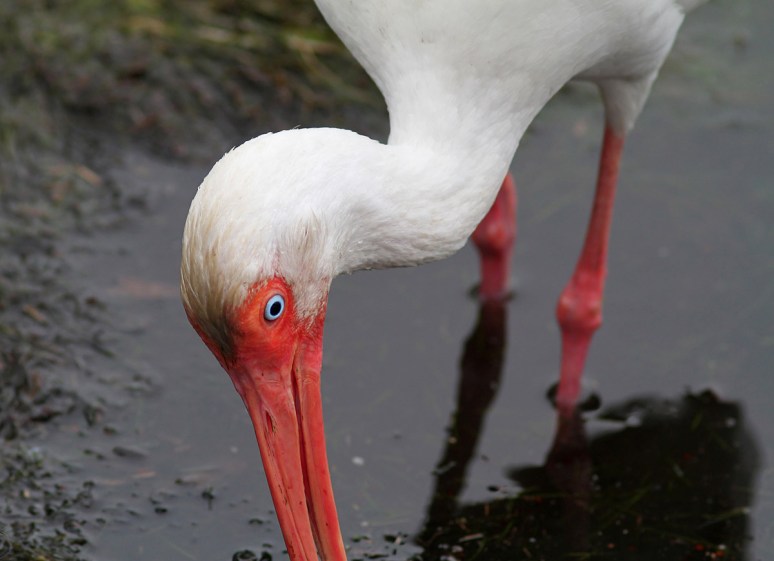 Ibis Fishing in Marsh Pond 