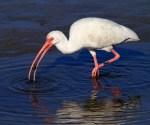 Ibis With Snail in Salt&nbsp;Marsh