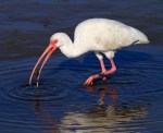 Ibis With Snail in Salt&nbsp;Marsh