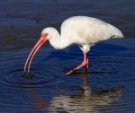 Ibis With Snail in Salt&nbsp;Marsh