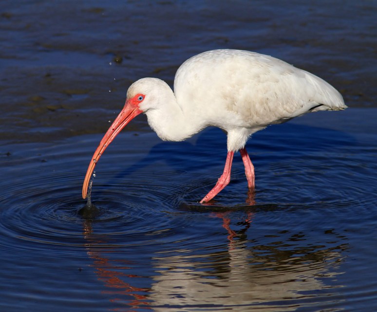 Ibis With Snail in Salt Marsh
