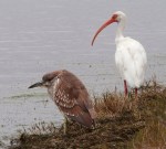 Night Heron on the Edge of the Marsh&nbsp;Pond