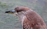 Night Heron on the Edge of the Marsh&nbsp;Pond