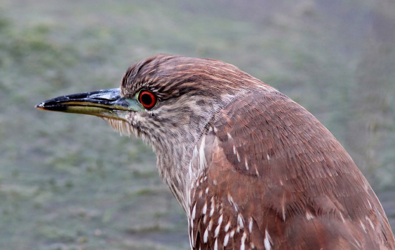Night Heron on the Edge of the Marsh Pond