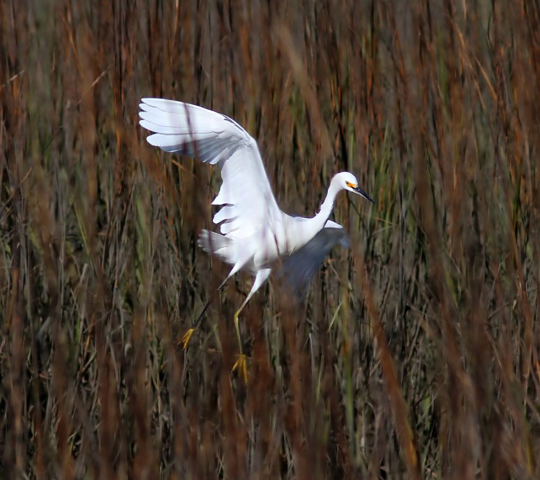 Snowy Bouncing Around in the Marsh 