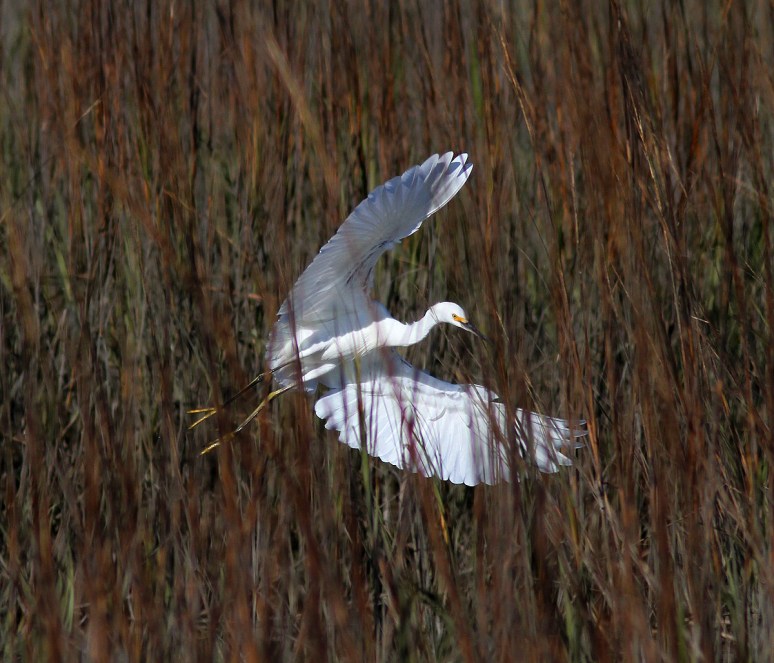 Snowy Bouncing Around in the Marsh 