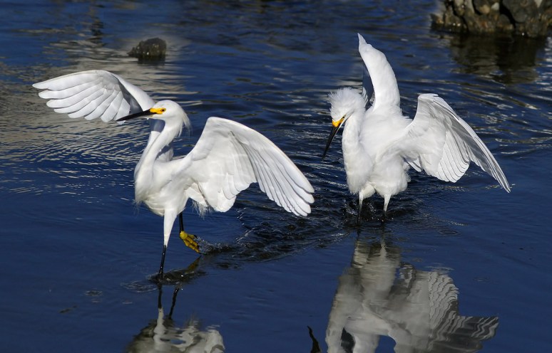 Snowy Chase in the Salt Marsh