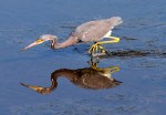 Tricolored Heron Fishing in Marsh&nbsp;Pond