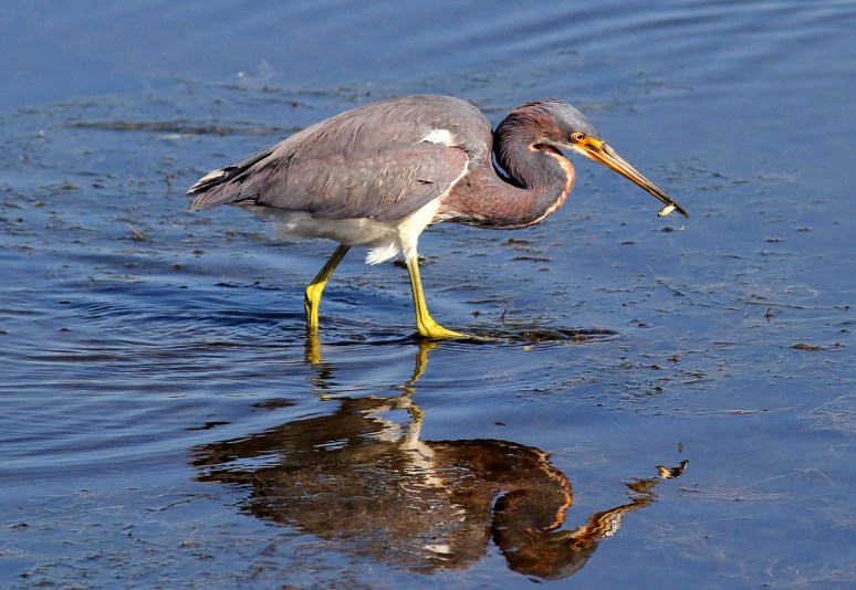 Tricolored Heron Fishing in Marsh Pond 