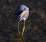 Tricolored Heron Fishing in Marsh&nbsp;Pond