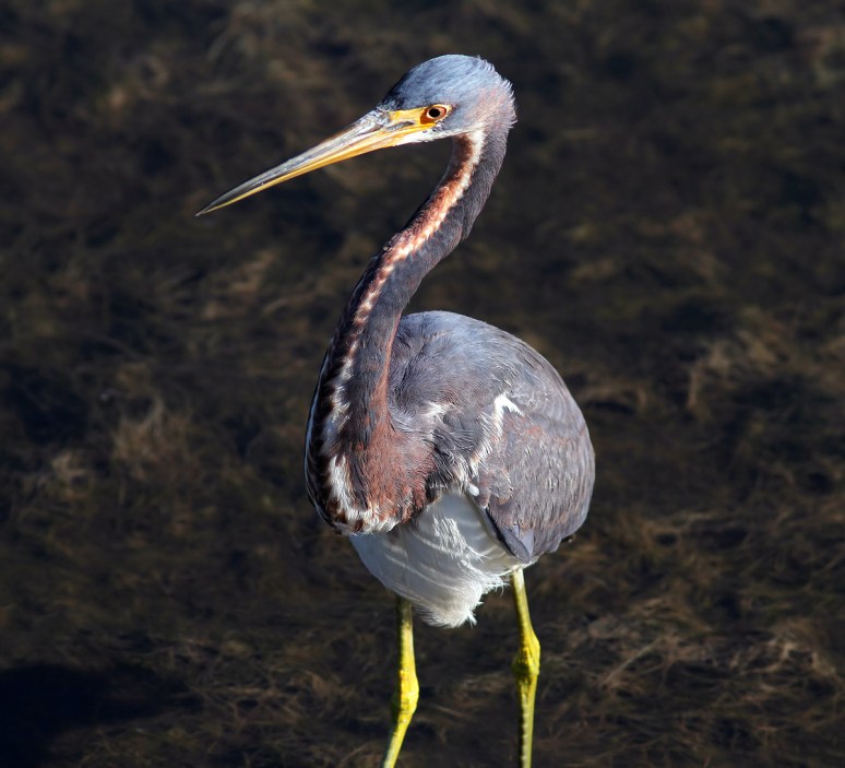 Tricolored Heron Fishing in Marsh Pond 