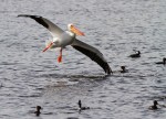 White Pelican Flies Into&nbsp;Hoodies