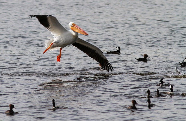 White Pelican Flies Into Hoodies 