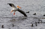 White Pelican Flies Into&nbsp;Hoodies