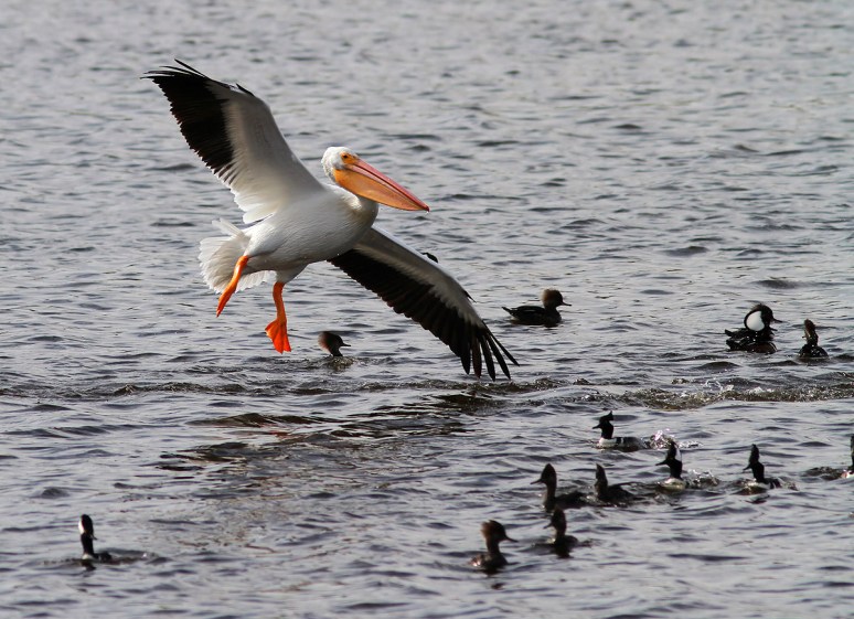 White Pelican Flies Into Hoodies 